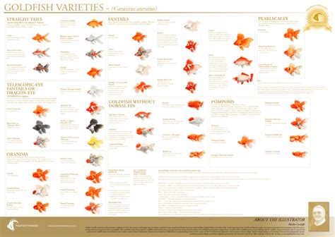 Goldfish Varieties Poster