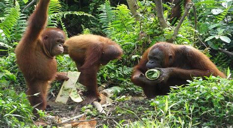 Orangutan Enrichment at Samboja Lestari | The Great Projects