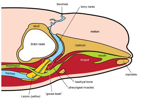 Beluga whale's squishy head explained