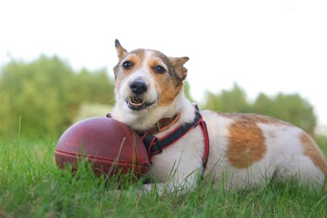 Premium Photo | Happy cute dog playing with American football ball lying on green grass outdoors ...