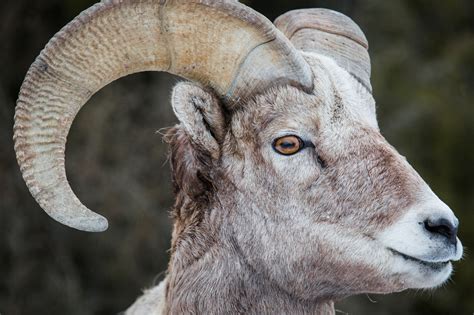 Yellowstone Natural History: Bighorn Sheep - Yellowstone Insider