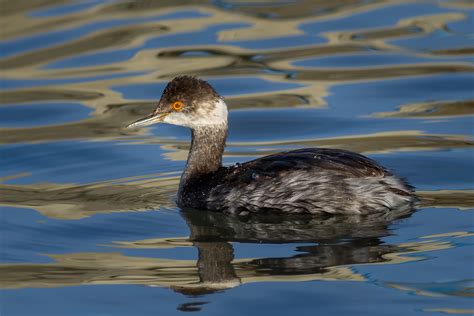 Red necked grebe – A guide to Irelands protected habitats & species