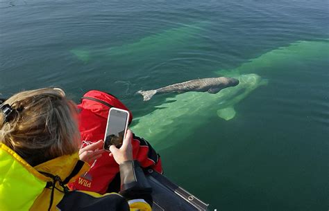 Magical moment with beluga whale calf at Seal River Heritage Lodge - Churchill Wild Polar Bear Tours