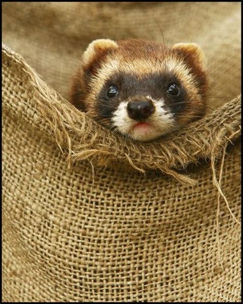 earthandanimals: llbwwb: Red Panda Baby by Luckylady Omg it looks just like a ferret ...