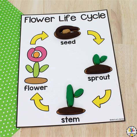 Flower Life Cycle Play Dough Mat for Sensory Play