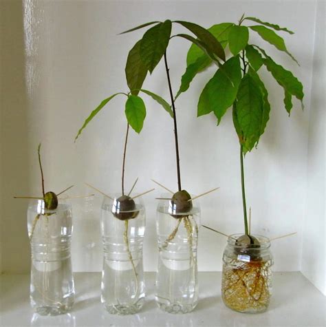 As 25 melhores ideias de Avocado plant from seed no Pinterest ...