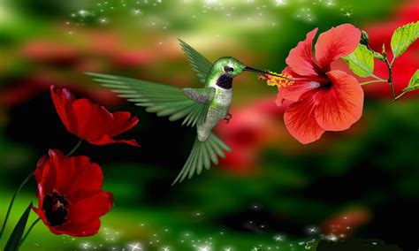 Hummingbird Wallpaper Backgrounds | Beautiful Flowers Hummingbirds