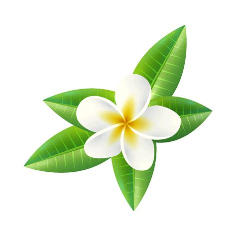 Bunga-Bunga Frangipani Kamboja - Gambar gratis di Pixabay