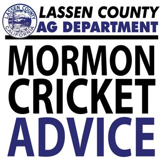 Lassen Agriculture Department Offers Mormon Cricket Control Advice | SusanvilleStuff.com