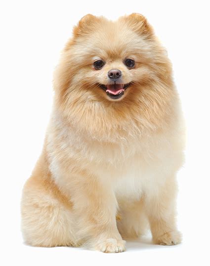 Pomeranian Haircut Styles - Expert Groomer Explains