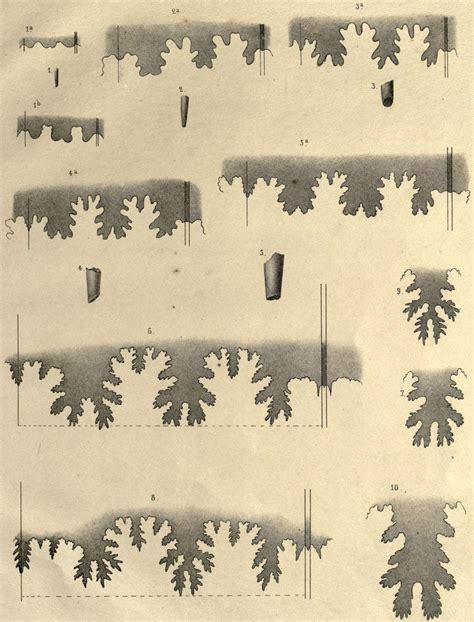 Scientific Illustration | Ammonite suture patterns From: ’Descriptions of...