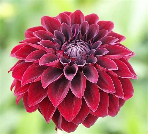 Black dahlia flower photo