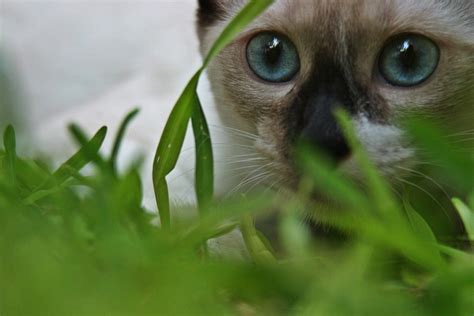 Siamese Cat Wallpapers - Wallpaper Cave