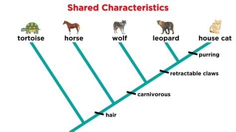 Cladogram