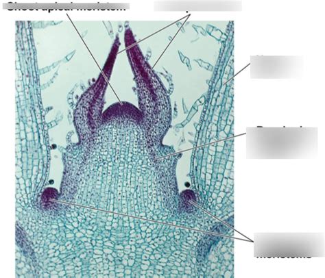 apical meristem labeling Diagram | Quizlet