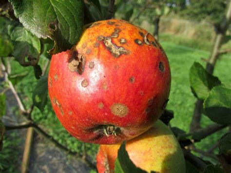 Apple scab - Suffolk Fruit and Trees - The Fruit Tree Specialists