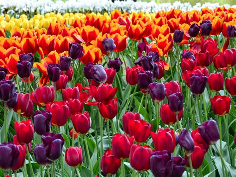 Wallpaper Colorful tulips, flowers field 2880x1800 HD Picture, Image