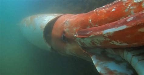 Giant Squid, Elusive Creature of the Deep, Gets a Vivid Close-Up - The New York Times