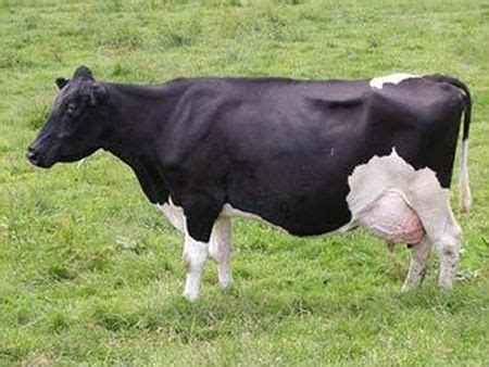 White And Black Hybrid Cow at Best Price in Kelamangalam | Aravind Gau Seva India Private Ltd