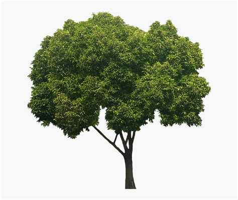 Peepal Tree White Background, HD Png Download is free transparent png image. To explore more ...