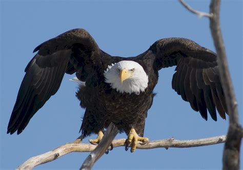 Interesting Facts About Bald Eagles | Nest | Pictures