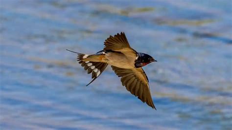 Swallow Bird Meaning And Symbolism – An Ultimate Guide – BestBirdGuide