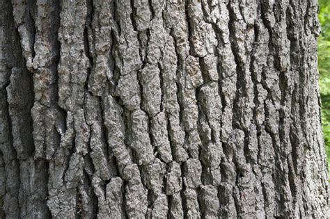 White Oak Bark | ClipPix ETC: Educational Photos for Students and Teachers