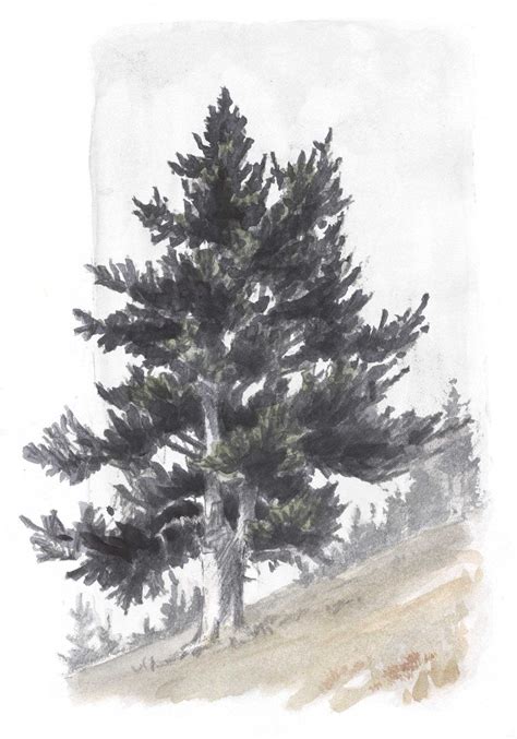 How to Draw Trees: Conifers | Tree drawing, Tree sketches, Landscape drawings