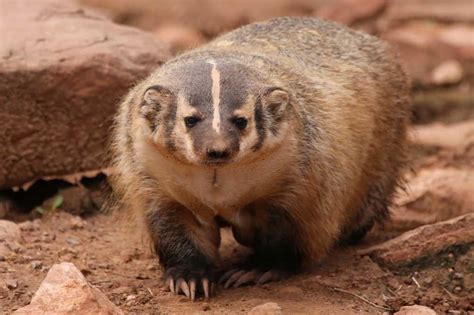 About American Badger - Behavior, Diet, Characteristics, & Facts