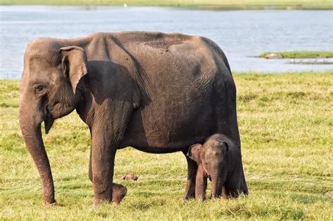 Sri Lankan Elephant - Facts, Diet, Habitat & Pictures on Animalia.bio