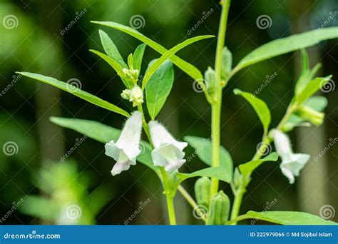 Sesame is a Flowering Plant an Oilseed Crop, Sesamum Indicum Stock ...