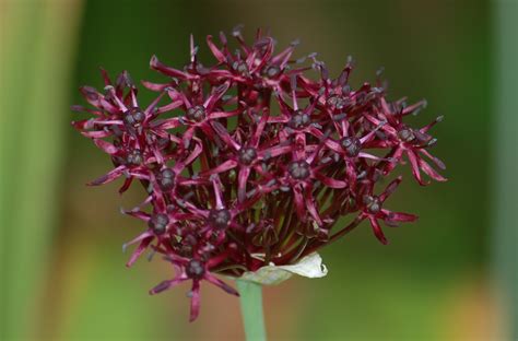 Purple Alliums: 'Sensation,' Other Sensational Flowers