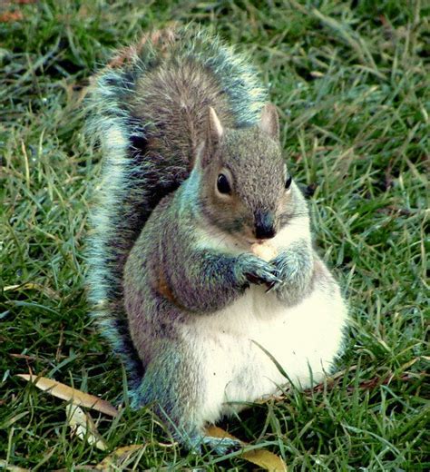 The London rainbow squirrel. : pics