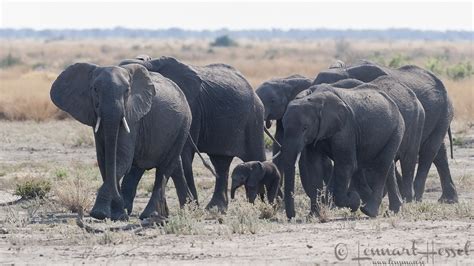 The Elephant herd | Lensman - Lennart Hessel Photography