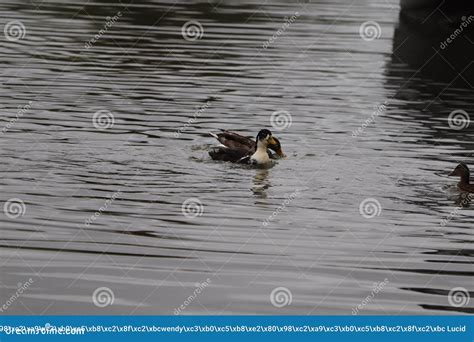 Close Up of a Manky Mallard with White Head Stock Photo - Image of ...