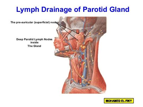 Parotid gland