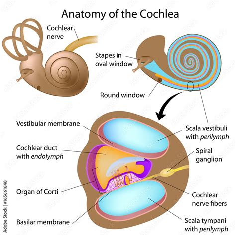 Anatomy of the cochlea of human ear, labeled. Stock Illustration | Adobe Stock