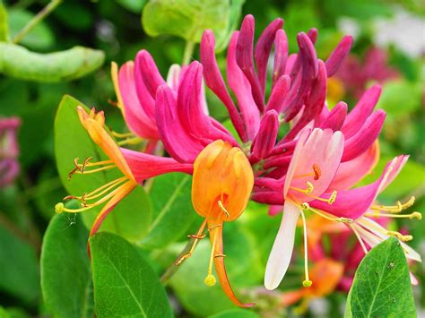 Honeysuckle Flower Pictures