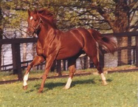 The Greatest Racehorse: Secretariat. | HubPages