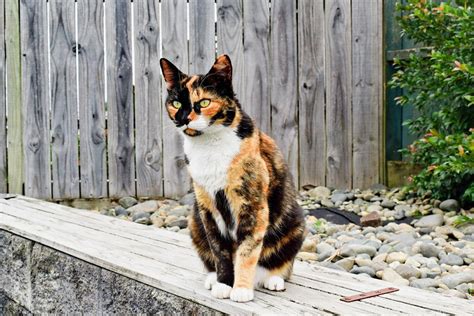 These Are 9 Awesome Things About Calico Cats | Catastic