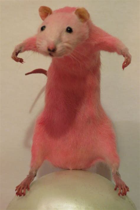 Bubblegum/Pastel Pink Rat, Taxidermy, Scary (not scary), Freestanding ...