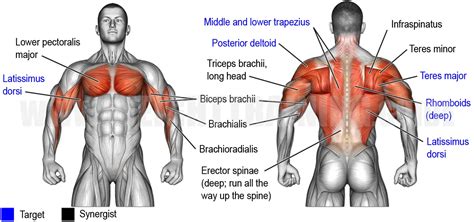 Seated cable row exercise instructions and video | Weight Training Guide