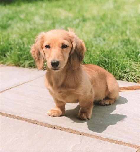 mini dachshund 🤍 | Long haired miniature dachshund, Golden retriever ...