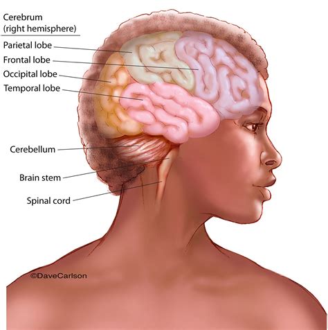 Human Brain (lateral view with colored cerebral lobes) | Carlson Stock Art