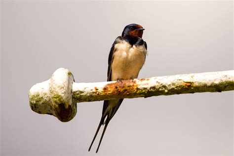 11 Swallow Bird Spiritual Meanings and Symbolism