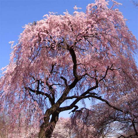 Pink Weeping Cherry Trees for Sale | BrighterBlooms.com