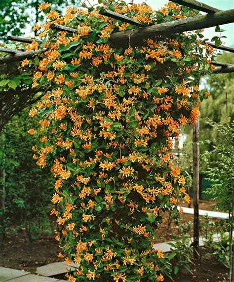 Mandarin Honeysuckle Vine - Perennial - Lonicera - 2.5" Pot - Hirt's Gardens