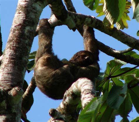 5 things you need to know about sloths before you head to Costa Rica