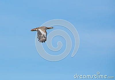 Great Bustard In Flight Royalty Free Stock Photos - Image: 30551398