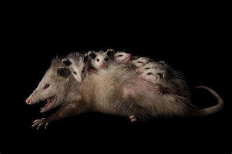 Nebraska Wildlife Rehab, Inc. : Wildlife Help : Nuisance Wildlife Issues : Opossums